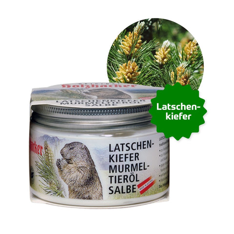 Holzhacker Latschenkiefer Murmeltieröl Salbe 150 ml Tiegel - Foto mit Tiegel und Latschenkieferzweig. | Naturpräparate Dieterich